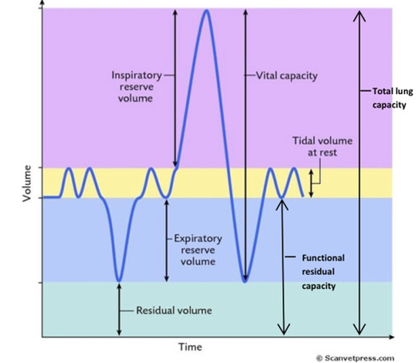 <p>expiratory reserve volume + residual volume</p>