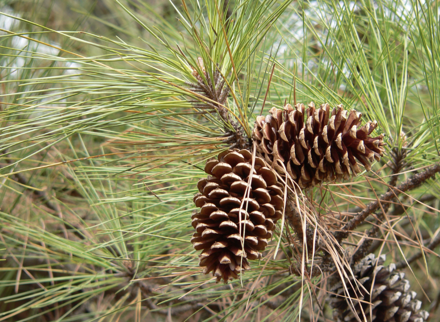 <p><em>Pinus taeda</em></p><p>Pinaceae</p>