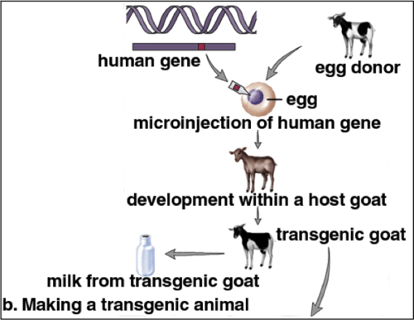 <p>organisms that contain genes from different species</p>
