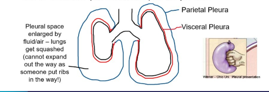 <ol><li><p>pleura surrounds lungs but can’t be appreciated on the normal radiograph. Lungs occupy entire space - we can see vessels all the way to the periphery</p></li><li><p>lungs are pulled back from the edge due to contents (air/fluid/mass) in the pleura and heart may appear elevated</p></li></ol><p></p>