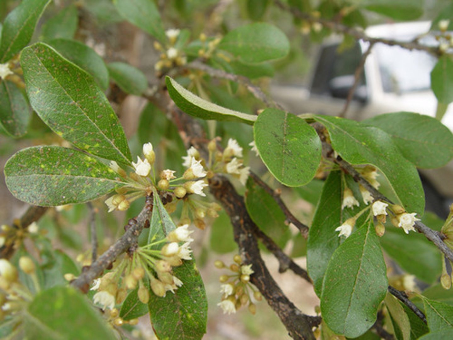 <p>Sideroxylon lanuginosum<br>Sapotaceae</p>