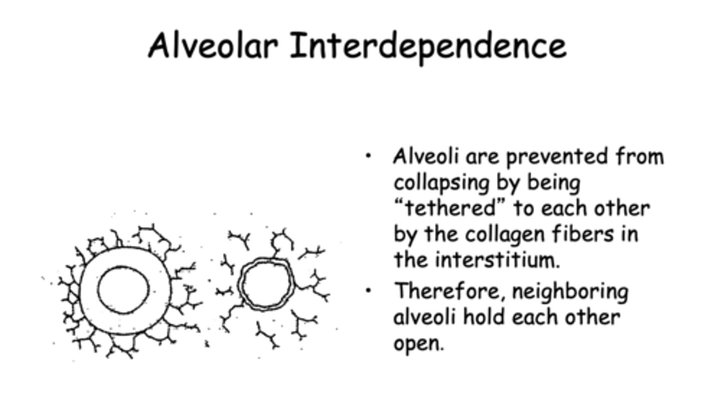 <p>alveolar interdependence</p>