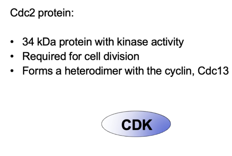 <ul><li><p><strong>Cdc2 promotes mitotic entry and cell division</strong></p></li><li><p><strong>Loss</strong> → no division (elongated)</p></li><li><p><strong>Gain</strong> → early/frequent division (wee)</p></li><li><p><strong>Cdc2 = CDK of MPF</strong></p></li><li><p>Is a 34 kDa protein with kinase activity, forms heterodimer with <strong>Cdc13 cyclin</strong></p></li></ul><p></p>