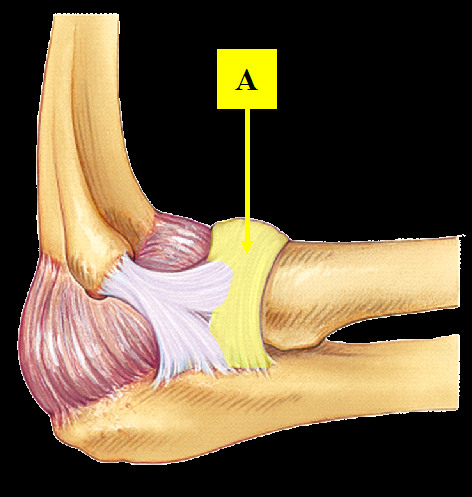 <p>extends from the <strong>anterior</strong> margin of the radial fossa of the ulna, encircles the radial head, and attaches to the <strong>posterior</strong> margin of the radial fossa (creates a ring)</p>