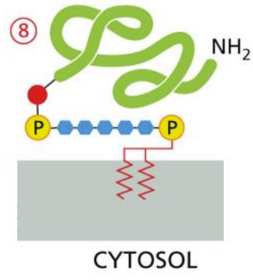 <p><span>special membrane proteins that are actually extracellular made in the ER of the cell as single-pass initially&nbsp;</span></p><ul><li><p class="Paragraph SCXW128219914 BCX0" style="text-align: left"><span>Transmembrane segment is cleaved and the GPI anchor is added&nbsp;</span></p></li></ul><ul><li><p class="Paragraph SCXW128219914 BCX0" style="text-align: left"><span>Anchor is only hold on this protein&nbsp;</span></p></li></ul><ul><li><p class="Paragraph SCXW128219914 BCX0" style="text-align: left"><span>Protein is delivered via transport vesicle to the cell membrane&nbsp;</span></p></li></ul><p class="Paragraph SCXW128219914 BCX0" style="text-align: left"><span>GPI is the anchor&nbsp;&nbsp;</span></p>