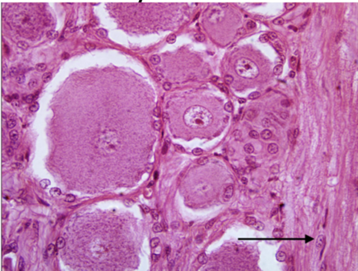 <p>Identify the cell</p>