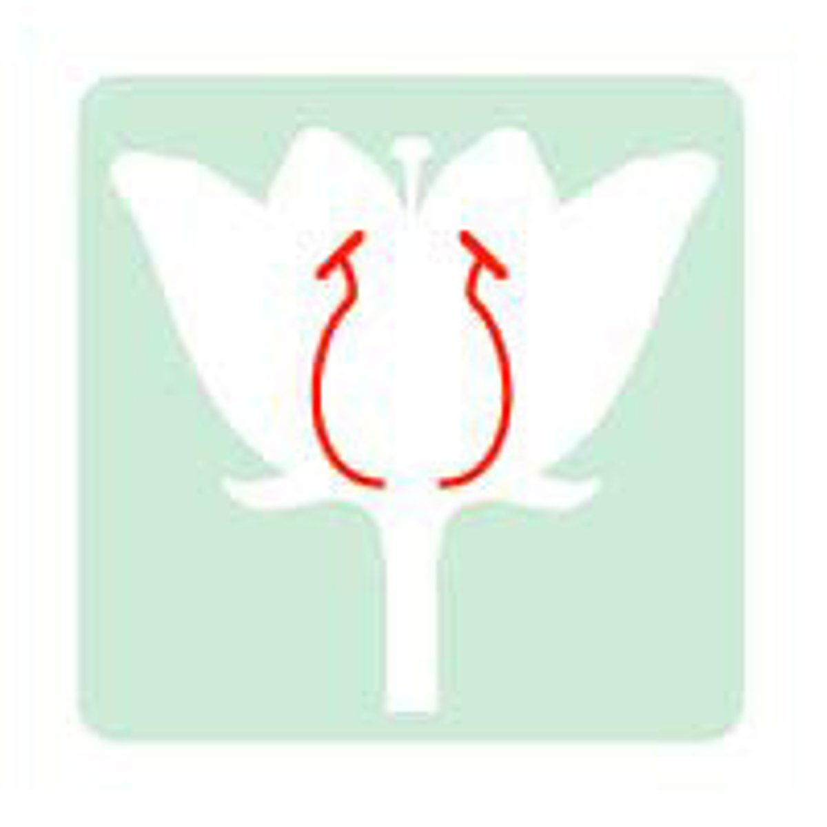 <p>'Male' part of a plant's reproductive system</p>