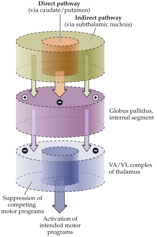 <ul><li><p>created by GP output balance between direct and indirect pathways of basal ganglia</p></li><li><p>desired movement is allowed while unwanted movements are suppressed</p></li><li><p>enhances behavioral contrast (movement vs no movement)</p></li></ul><p></p>