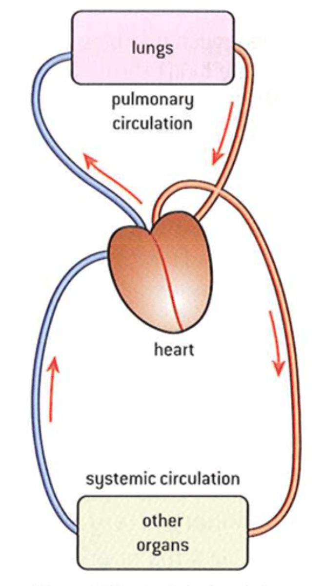 <p>-One system pumps blood to the lungs where it becomes oxygenated</p><p>-Oxygenated blood enters the second circuit where it is pumped to the rest of the body</p>