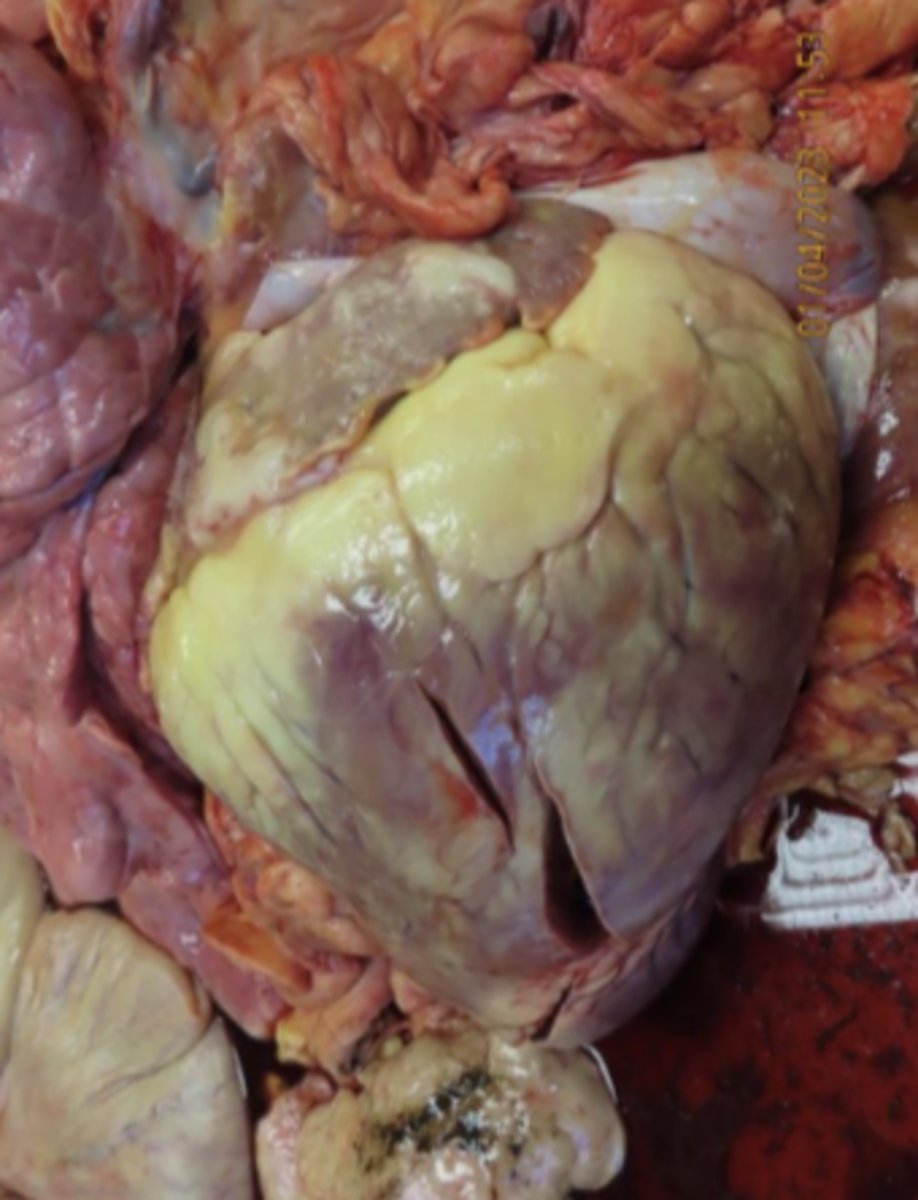 <p>What has caused the gross appearance of this bovine heart?</p>