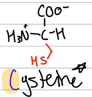 <p>-CH2SH;</p><p>C = only C, CyStine;</p><p>polar, uncharged, Hphilic</p>