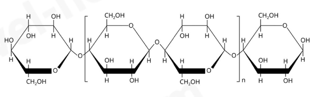 <p>A polysaccharide</p><ul><li><p>formed by 1-4 beta glucose linkages where every second glucose is rotated 180 degrees so one oxygen is up and the other is down</p></li><li><p>tightly cross-linked to form bundles which are held together by hydrogen bonds</p></li><li><p>cellulose fibers have very high tensile strength – making it possible for a cell to withstand high osmotic pressure and are freely permeable</p></li></ul><p>Function: Compose cell wall in plants</p>