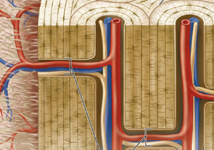 <ul><li><p><strong><u>Not part of osteon and only in compact bone</u></strong></p></li><li><p><strong><u>Contains blood &amp; lymphatic vessels, nerves from periosteum</u></strong></p></li><li><p><strong><u>Connect with medullary cavity &amp; central canals</u></strong></p></li></ul><p></p>