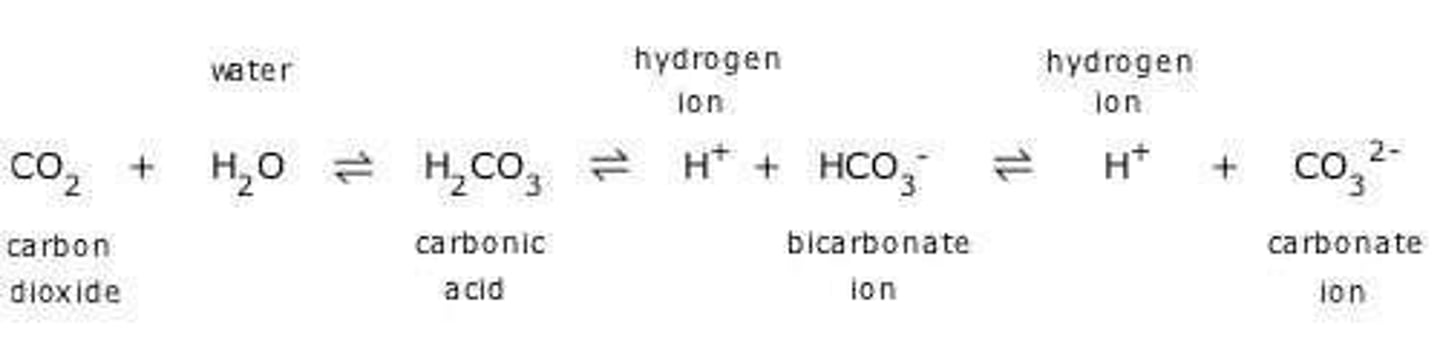<p>Aquatic systems store carbon in dissolved forms and contribute to carbon flux through processes like outgassing and dissolution.</p>