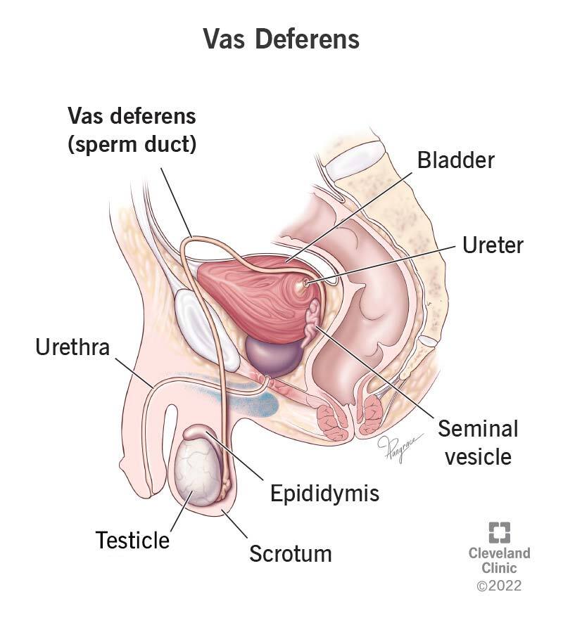 <p>What does the<strong> vas deferens</strong> connect?</p>