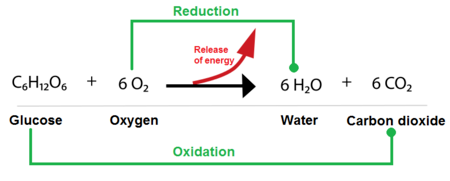 <p>C<sub>6</sub>H<sub>12</sub>O<sub>2</sub> + O<sub>2</sub> = 6CO<sub>2</sub> + 6H<sub>2</sub>O</p>