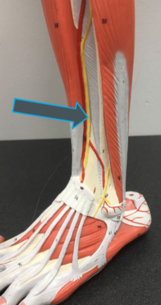 <p>innervates:<br>- tibialis anterior<br>- extensor digitorum longs</p>