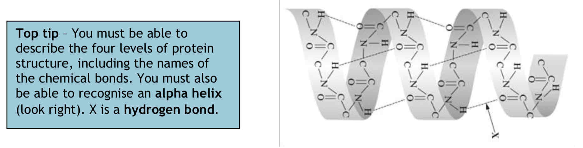 <p>The quaternary structure arises from a combination of two or more polypeptide chains in tertiary form.</p><p>These are associated with non-protein groups and form large complex molecules such as haemoglobin.</p><p>Haemoglobin has four polypeptide chains.</p><p>Four genes are needed to code for haemoglobin; one gene for each polypeptide.</p>