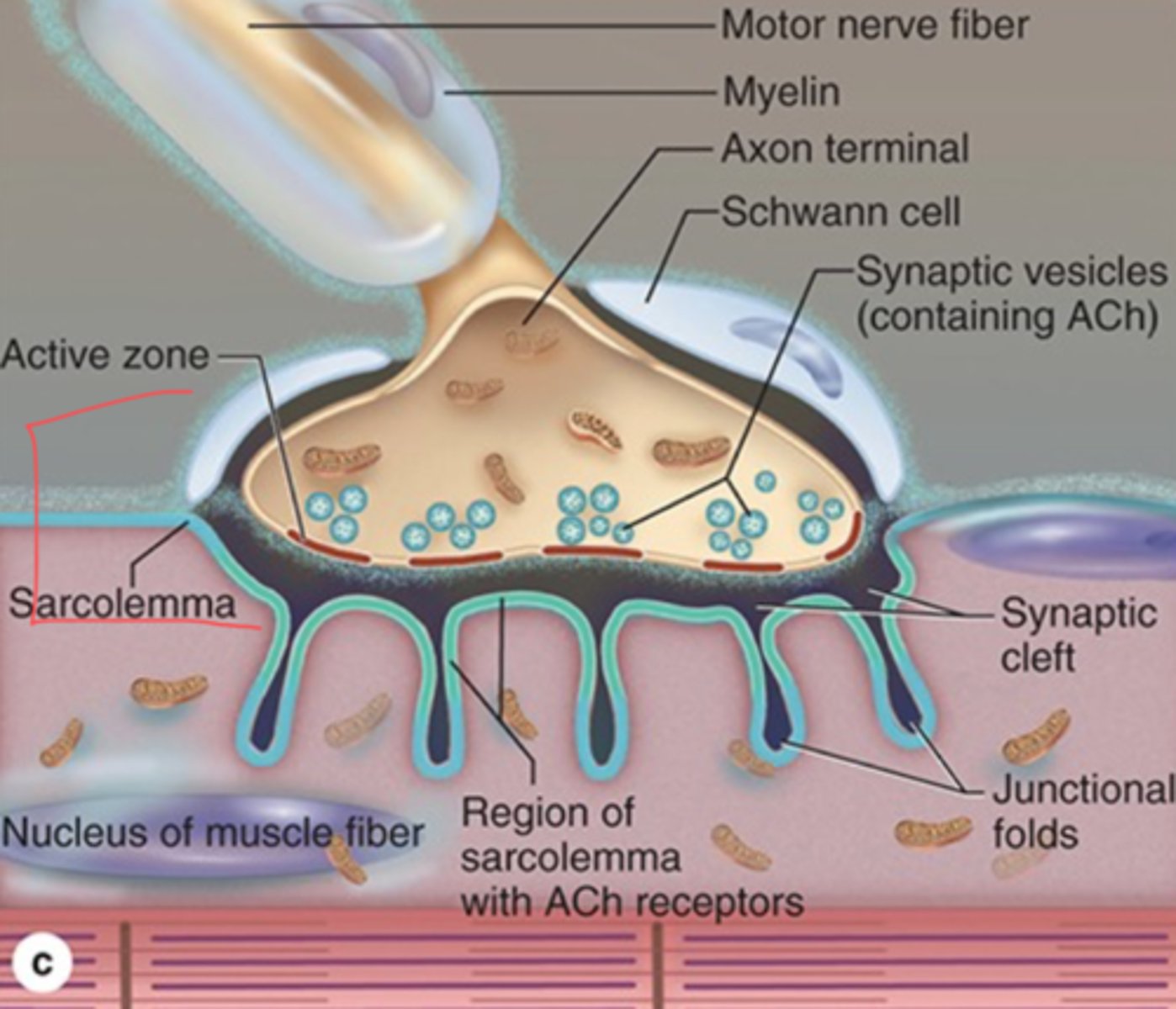 <p>What is the synaptic cleft?</p>