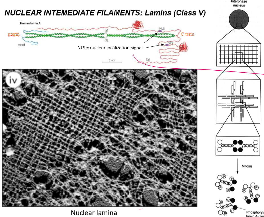 <p>They dimerize as long coil-coils with intermediate space, and have long streamy c-terminal tails that house nuclear localization signals. Their dimers form tetramers that for netlike webs in the inner nuclear membrane</p>