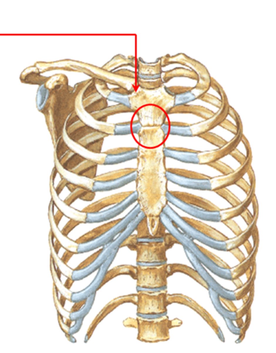 <p>*marks trachea bifurcation into 2 main stem bronchi<br>*corresponds with upper border of atria<br>*continuous with 2nd rib</p>
