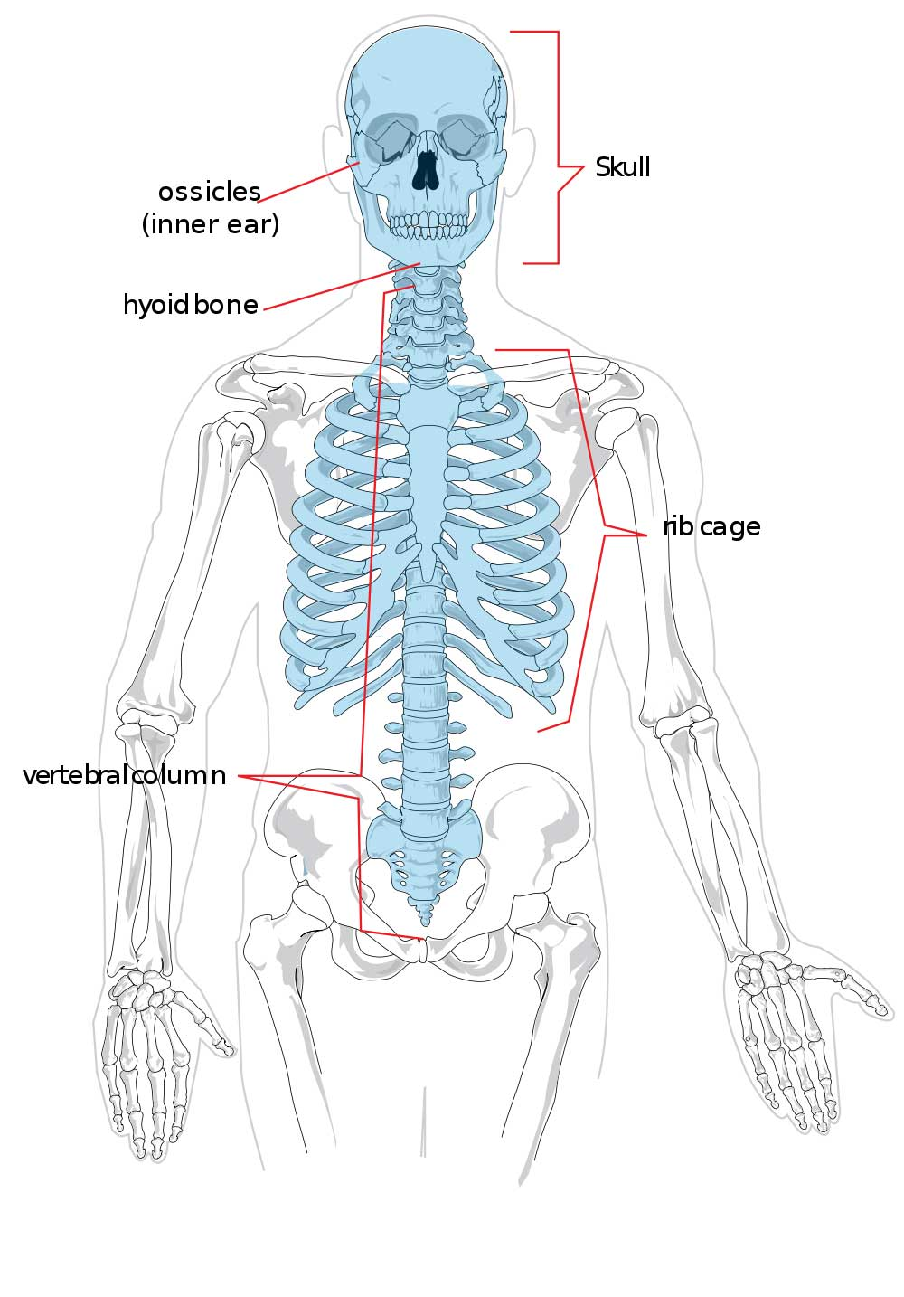 <ol><li><p>Skull.</p></li><li><p>Ribs.</p></li><li><p>Sternum.</p></li><li><p>Vertical column. </p><p></p></li></ol>