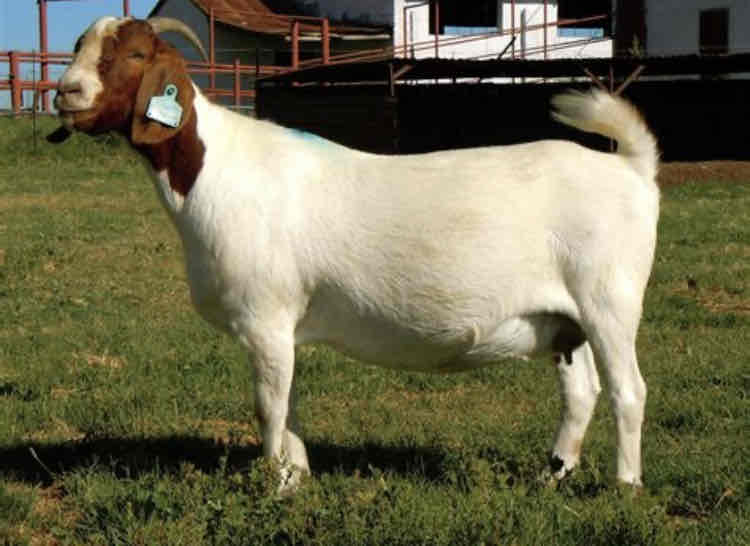 <p>What kind of goat is this and what are their main characteristics?</p>