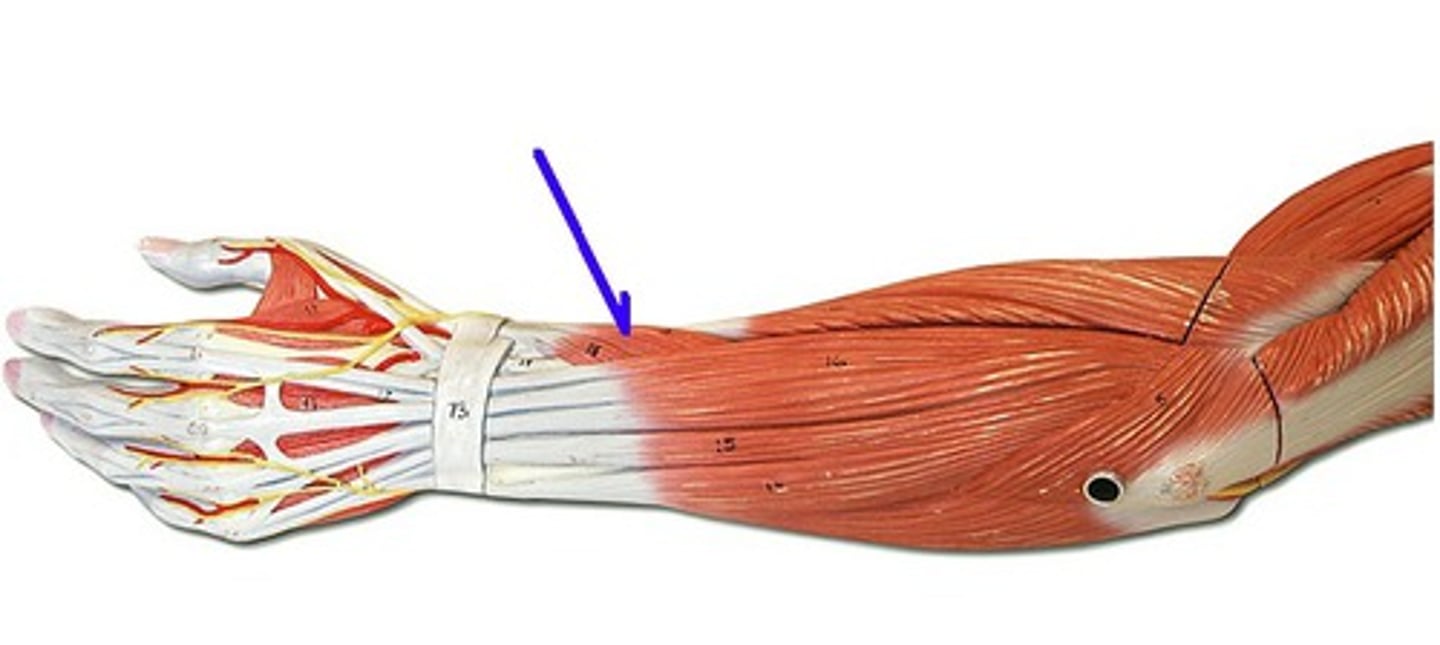 <p>A muscle that abducts the thumb.</p>