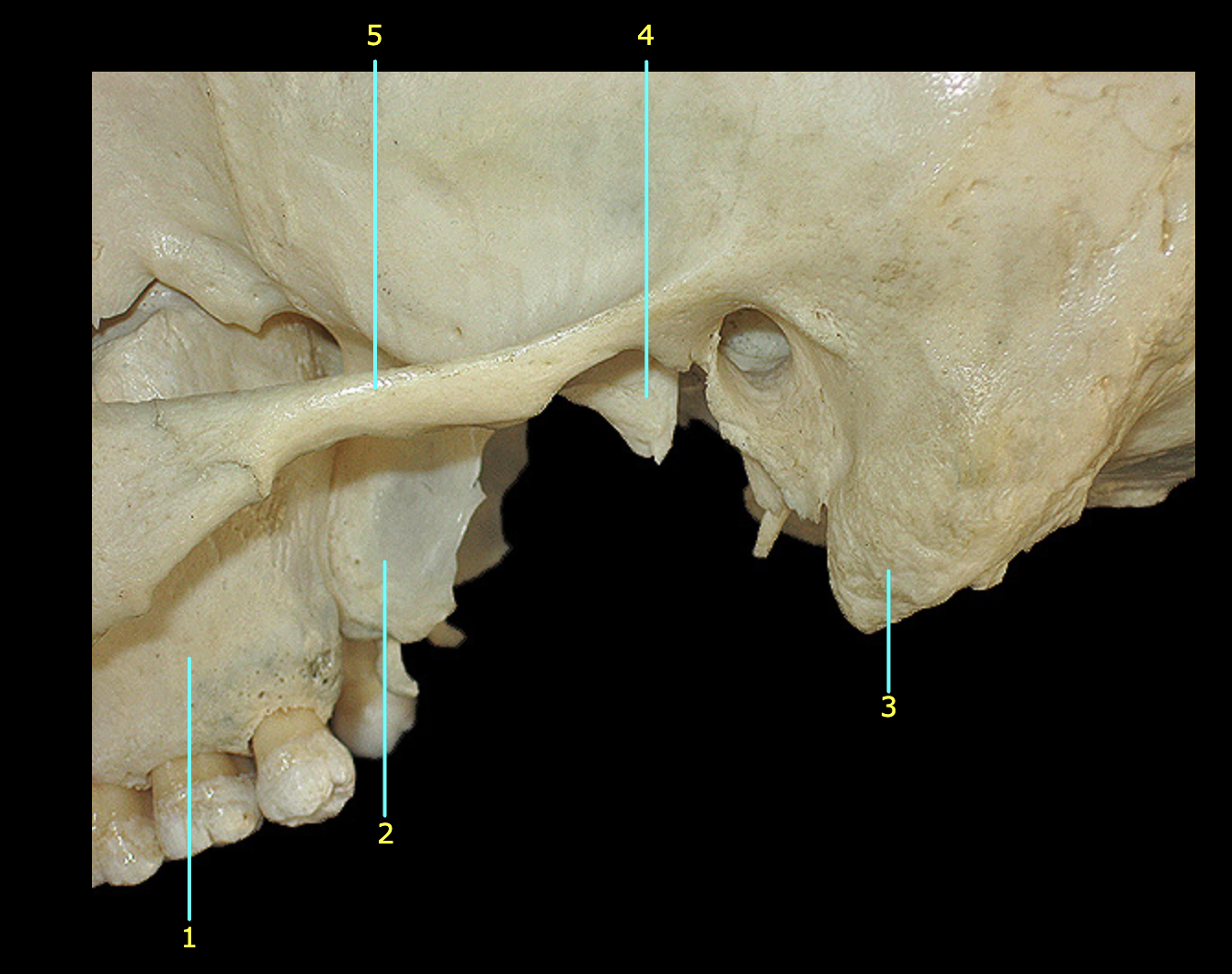 What structure is labeled 1?
