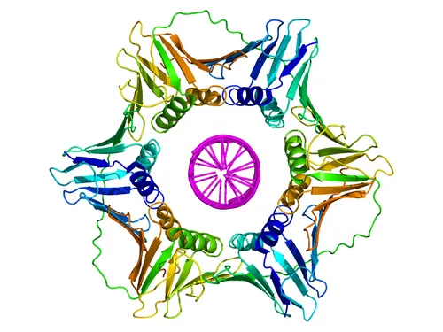 <p>clamp = collier&nbsp;</p><p>c’est la ssu B de l’ADN polymérase III qui est elle même constituée de deux sous unités qui s’associent pour former un collier qui <span style="color: rgb(255, 0, 0);">fixe l’ADN polymérase au brin ancien</span>.&nbsp;</p><p>Cela permet le bon déplacement de l’ADN polymérase tout du long de la traduction, lui donnant une vitesse et une processivité plus élevées</p><p>il existe un système de clampage et décalmpage pour les frag d’Okazaki</p>