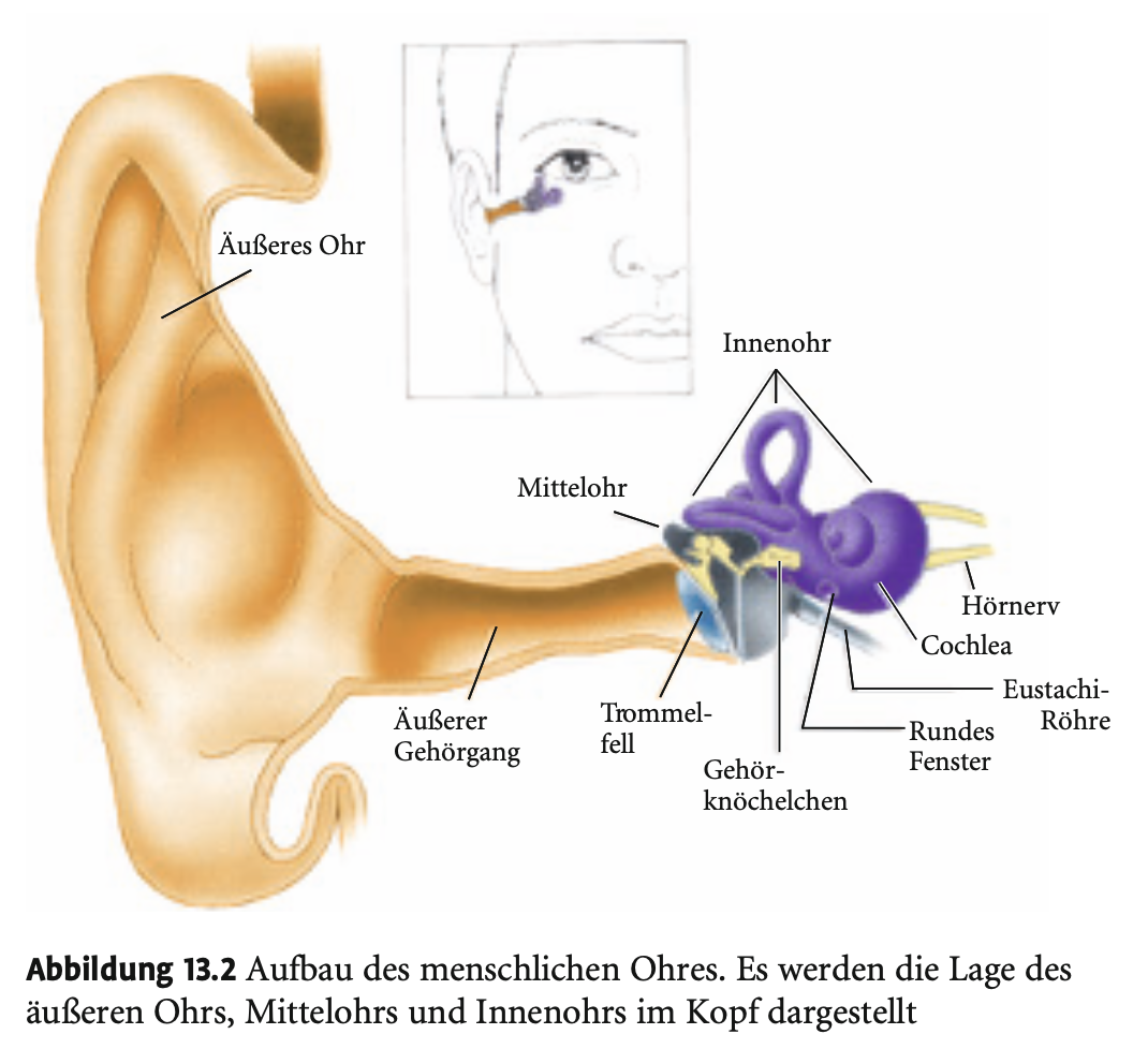 <p><span><strong>Äußeres Ohr</strong></span></p><p>&nbsp;</p><ul><li><p><span><strong>Bestandteile</strong>:</span></p><ul><li><p><span><strong>Ohrmuschel (Auricula/Pinnae)</strong>: bündelt Schallwellen wie ein Parabolspiegel in Richtung Gehörgang, bzw. leitet den Brennpunkt da.</span></p></li><li><p><span><strong>Äußerer Gehörgang</strong>: ca. <strong>3 cm lang</strong>, außen knorpelig, innen knöchern.</span></p></li></ul></li><li><p><span><strong>Endpunkt</strong>: <strong>Trommelfell (Membrana tympani)</strong> – dünne Membran, trennt äußeres Ohr vom Mittelohr (aber diese gehört anatomische gesehen zum Mittelohr).</span></p></li></ul><p></p>