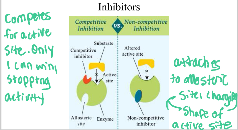 <p>Competitive Inhibitors</p>