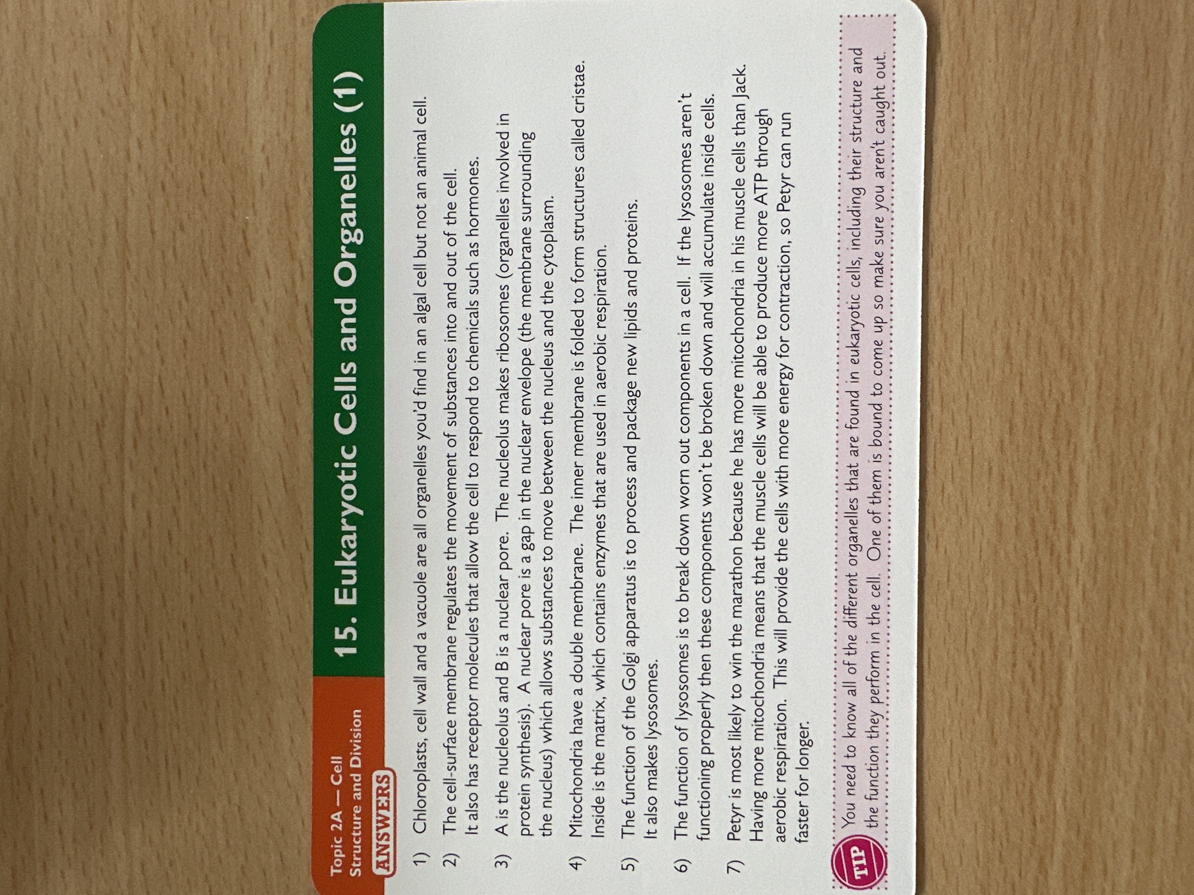 knowt flashcard image