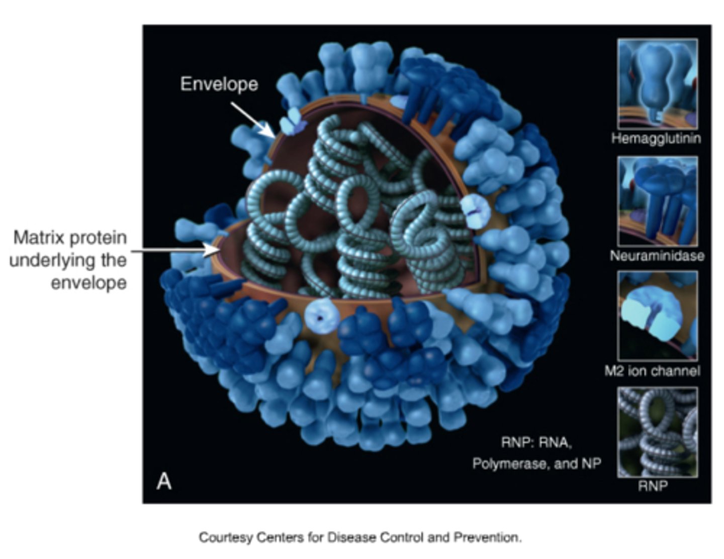 <p>protein embedded in a viral envelope that is used by influenza to leave a cell (this is the N of H1N1)</p>