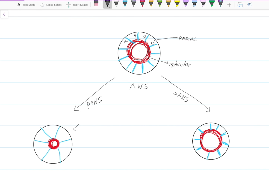 <ul><li><p>Controlled by the sympathetic nervous system.</p></li><li><p>Contraction dilates the pupils</p></li></ul><p></p>