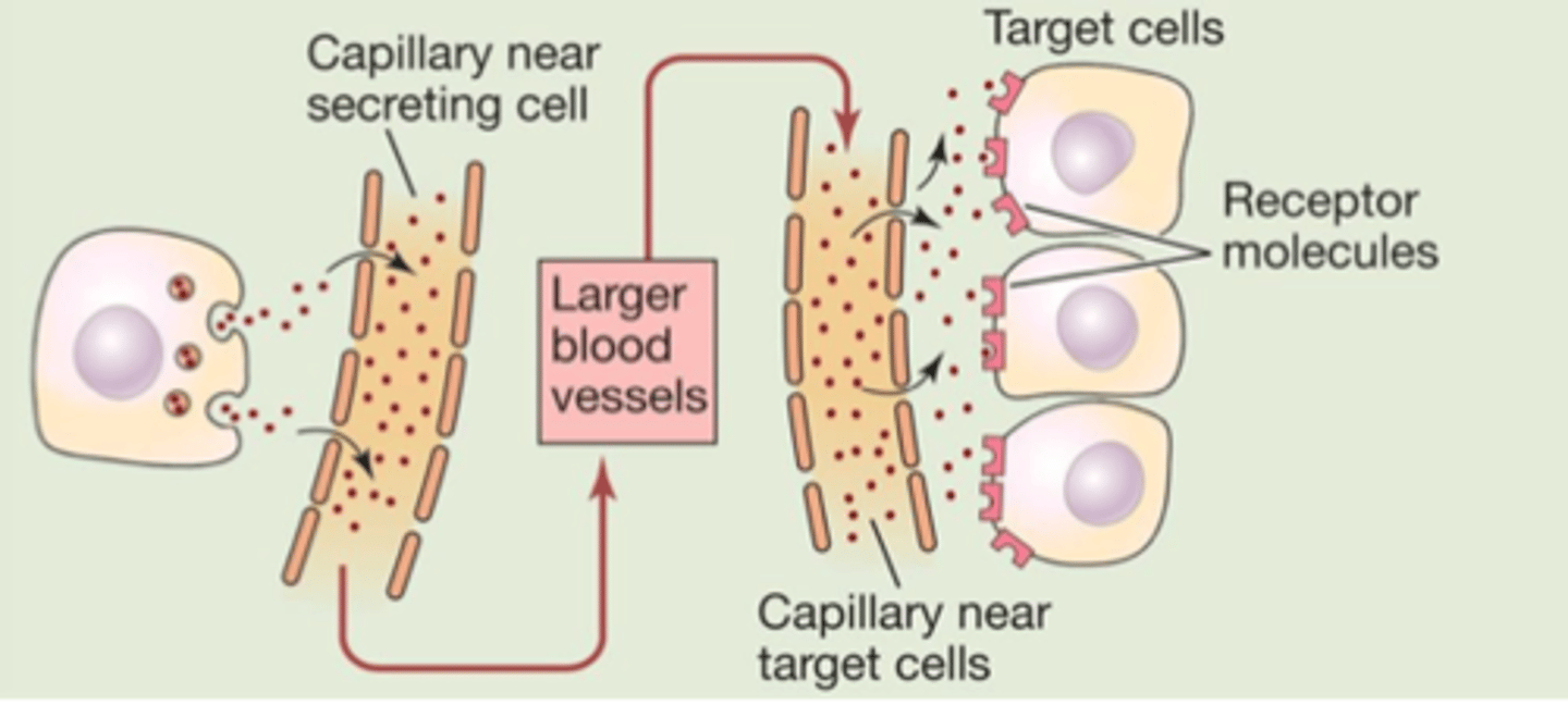 <p>not excitable; typically stimulated to secrete hormone by other hormones</p>