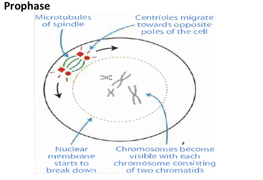 <ul><li><p>Chromatin in the nucleus becomes condensed and more visible</p></li><li><p>Nucleolus disappears</p></li><li><p>Nuclear membrane breaks down</p></li><li><p>Centrioles involved in the formation of spindle fibres move to opposite poles of the cell.</p></li><li><p>Spindle fibres form</p></li><li><p>Each chromosome can be seen as 2 chromatids joined by a centromere.</p></li></ul><p></p>