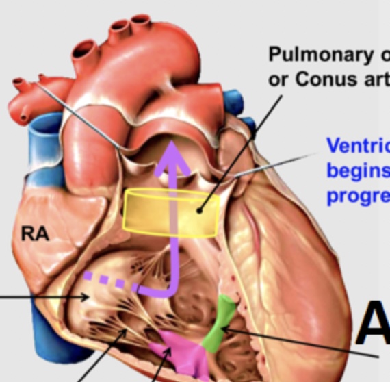 <p>What is located at “A,” and is shown in green?</p>