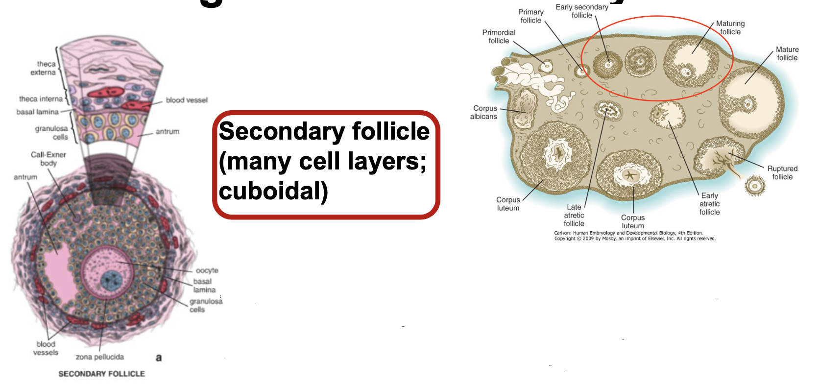 * FSH actis on granulosa cells; enhances active action 
* Zona pellucida well developed
* Antrum visible
* Thea forming