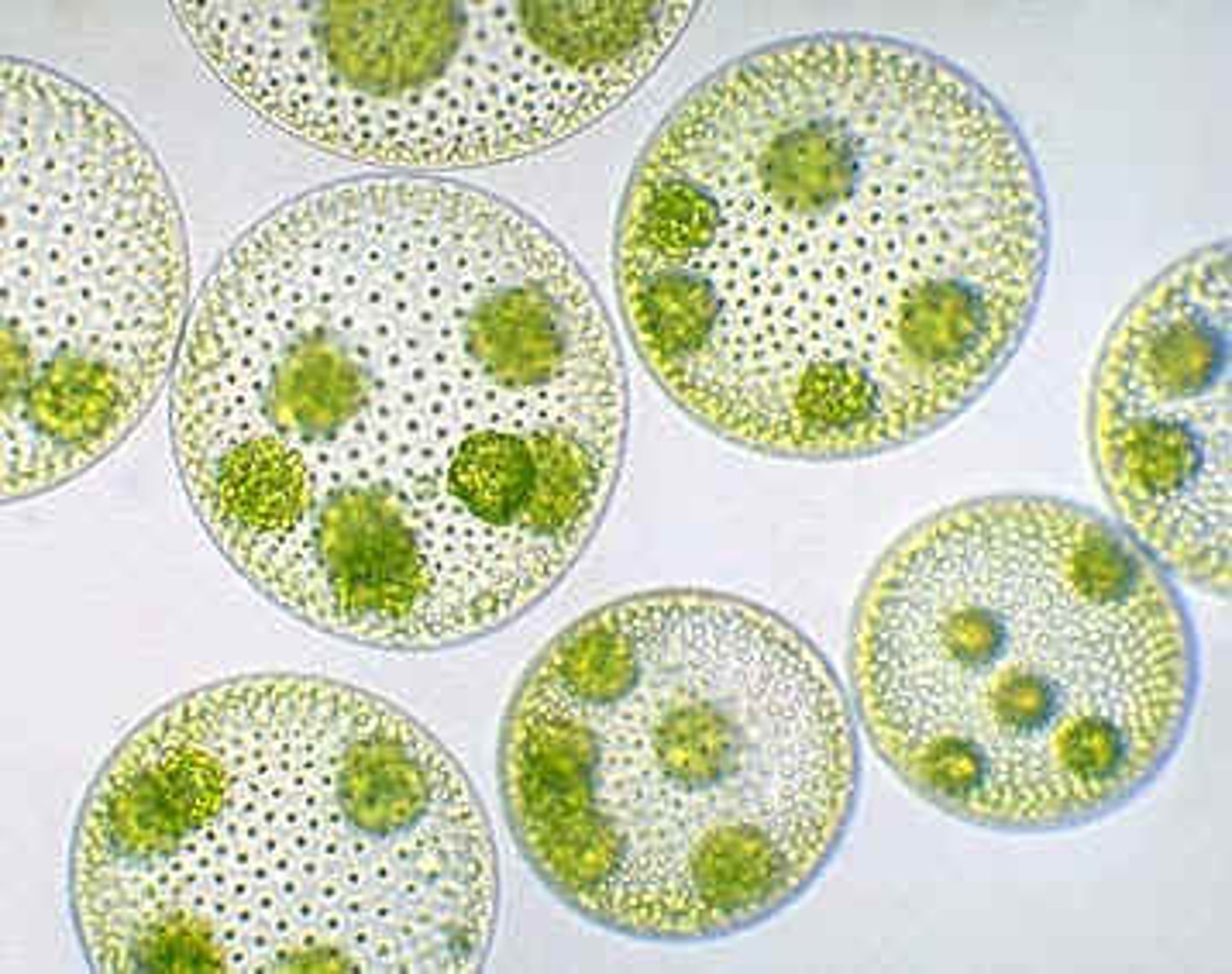 <p>(Chlorophyceae)</p><p>motile, fresh water hollow sphere colony with daughter colonies; each cell is biflagellate, like Chlamydomonas</p>