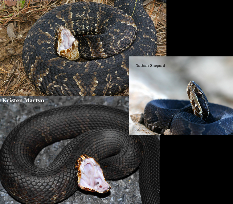 <p>aquatic; Coastal Plains; young look like copperheads; black eye mask; white inner mouth</p>