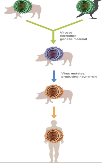 <ul><li><p>Viruses infect cells with what becomes loose genetic material – one cell simultaneously infected with multiple viruses can combine that DNA, easily creating new strains</p></li><li><p>Viruses mutate easily, creating new strains</p></li></ul>