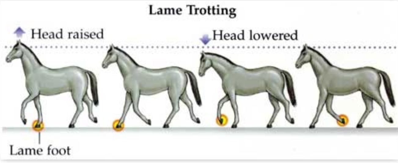 <ul><li><p>evaluated at a trot</p></li><li><p>Lameness on a scale from 0-5</p><ul><li><p>0= no lameness observed @ time of exam</p></li><li><p>1= lameness difficult to observe and not consistent, regardless of circumstances</p></li><li><p>2= lameness difficult to observe at walk and trot, but consistent under certain circumstances, such as trotting in a circle</p></li><li><p>3= lameness consistently observable at a trot in all circumstances</p></li><li><p>4= lameness apparent at a walk</p></li><li><p>5= lameness w/ minimal (toe-touching) to non-weight bearing</p></li></ul></li></ul><p></p>