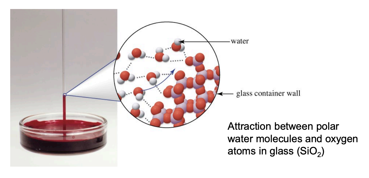 <p>The phenomenon where a liquid in a narrow tube climbs the walls due to a balance between <strong>cohesive forces</strong> (holding liquid together) and <strong>adhesive forces</strong> (holding liquid to the solid). If adhesive forces are strong enough (e.g., water on glass), the liquid is pulled up against gravity</p><p></p>
