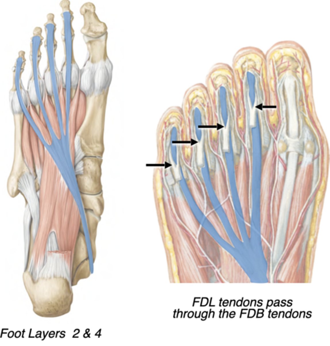 <p>Central compartment </p><p>Posterior leg --&gt; Tarsal tunnel (“Dick”) --&gt; -Distal phalanges of digits 2-5</p><p>-Flexes lateral 4 digits</p><p>-tendons pass through the split in the flexor digitorum brevis tendons</p>