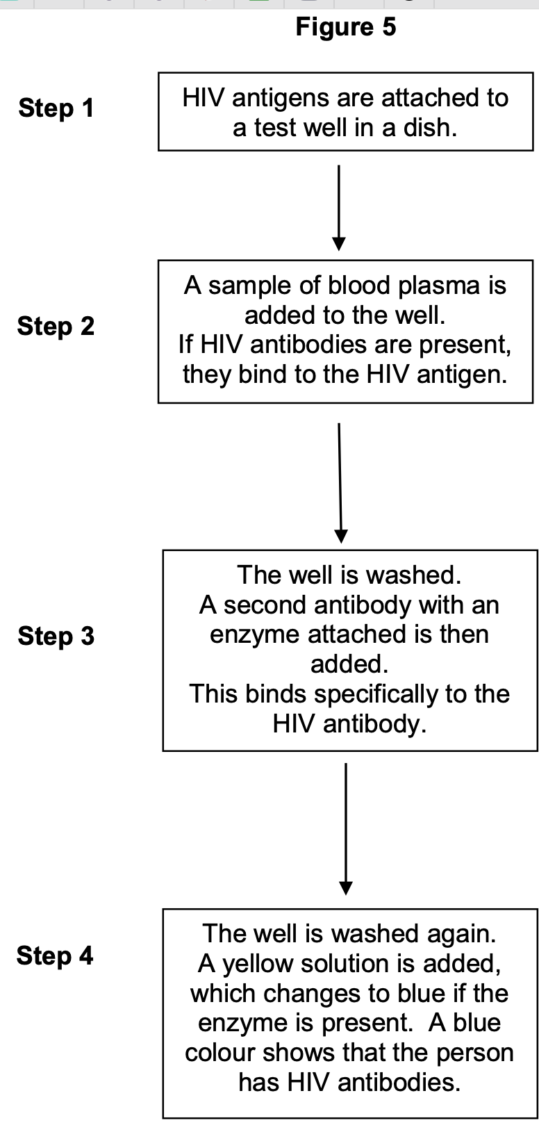 <p><span>Figure 5</span> shows a test that has been developed to find out if a person has antibodies</p><p class="p1">to the human immunodeficiency virus (HIV) antigen.</p><p class="p1"></p><p class="p1">This test only detects the presence of HIV antibodies. Give <span>two</span> reasons why it cannot</p><p class="p1">be used to find out if a person has AIDS.</p>