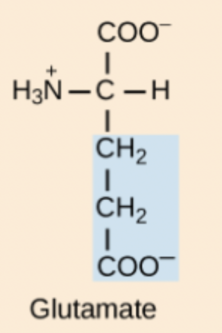 <p>Glu or Glutamic acid</p>