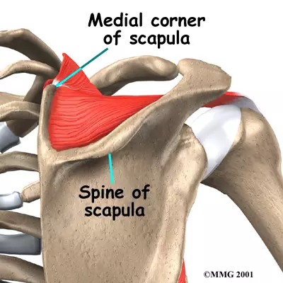 <p>Raised ridge on the back of the scapula; separates the two fossae and is a muscle attachment site.</p><p>It also provides stability to the shoulder joint. </p>