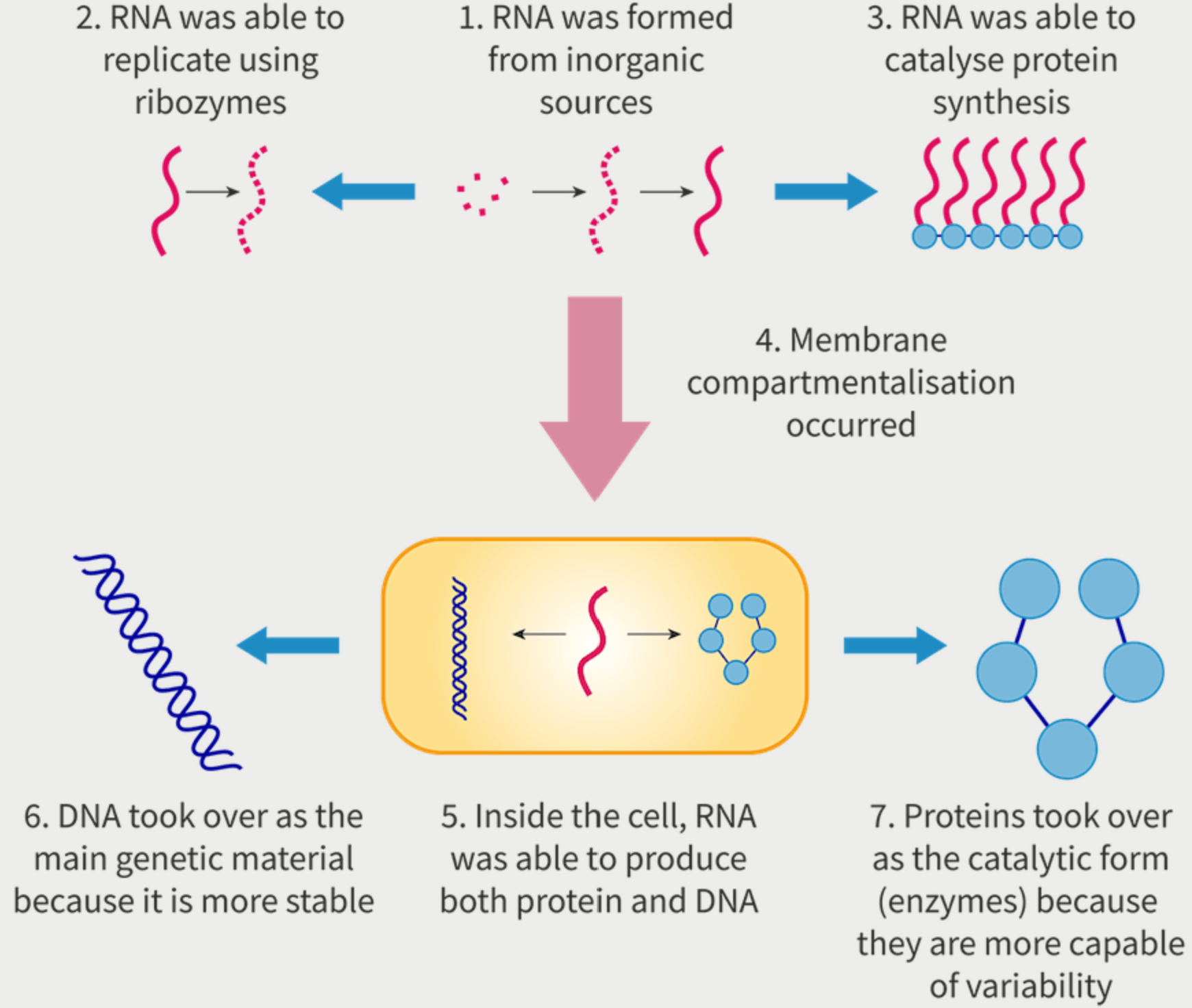 <ol><li><p><span>RNA was formed from inorganic sources.</span></p></li><li><p><span>RNA was able to replicate using&nbsp;ribozymes.</span></p></li><li><p><span>RNA was able to catalyse protein synthesis.</span></p></li><li><p><span>Membrane compartmentalisation occurred.</span></p></li><li><p><span>Inside the cell, RNA was able to produce both protein and DNA.</span></p></li><li><p><span>DNA took over as the main genetic material because it is more stable.</span></p></li><li><p><span>Proteins took over as the catalytic form (enzymes) because they are more capable of variability.</span></p></li></ol>