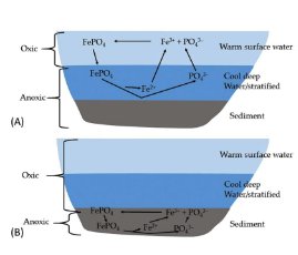 <p><span>• Availability of phosphate determined  by interactions with iron </span></p><p><span> • In oxic conditions, phosphate  precipitates with 𝐹𝑒3+ and other metals • Leads to deposition of particulate  phosphorus in the sediments</span></p><p></p><p><span> • In anoxic conditions (e.g., hypolimnion),  phosphates dissociates from metals and  is released to water column</span></p>